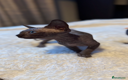 Sphynx cats for sale: 6 adorable sphinx kittens for sale  - Image 6