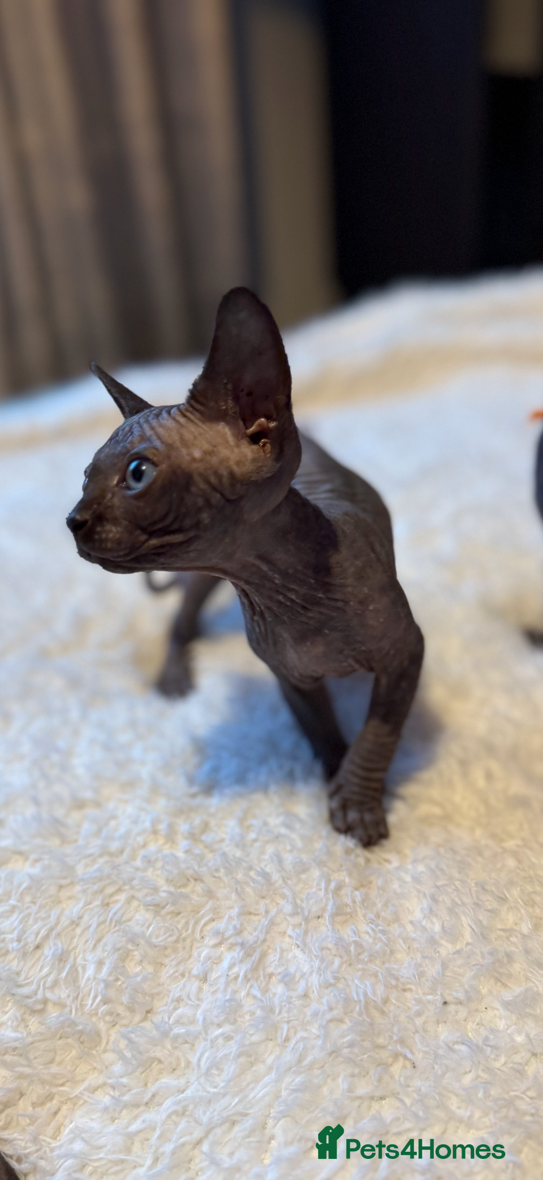 Sphynx cats for sale: 6 adorable sphinx kittens for sale  - Image 6