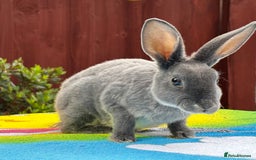 Rex rabbits for sale: READY NOW Vienna gene carrier Mini Rex babies - Image 8
