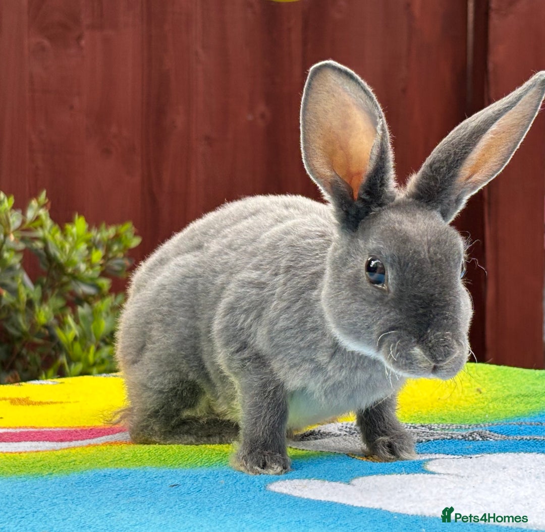 Rex rabbits for sale: READY NOW Vienna gene carrier Mini Rex babies - Image 8