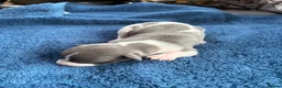 Whippet dogs for sale: 💕⭐️KC WHIPPET PUPS⭐️ 💕 - Advert 36