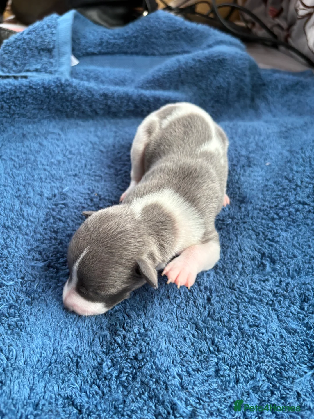 Whippet dogs for sale: 💕⭐️KC WHIPPET PUPS⭐️ 💕 - Advert 36