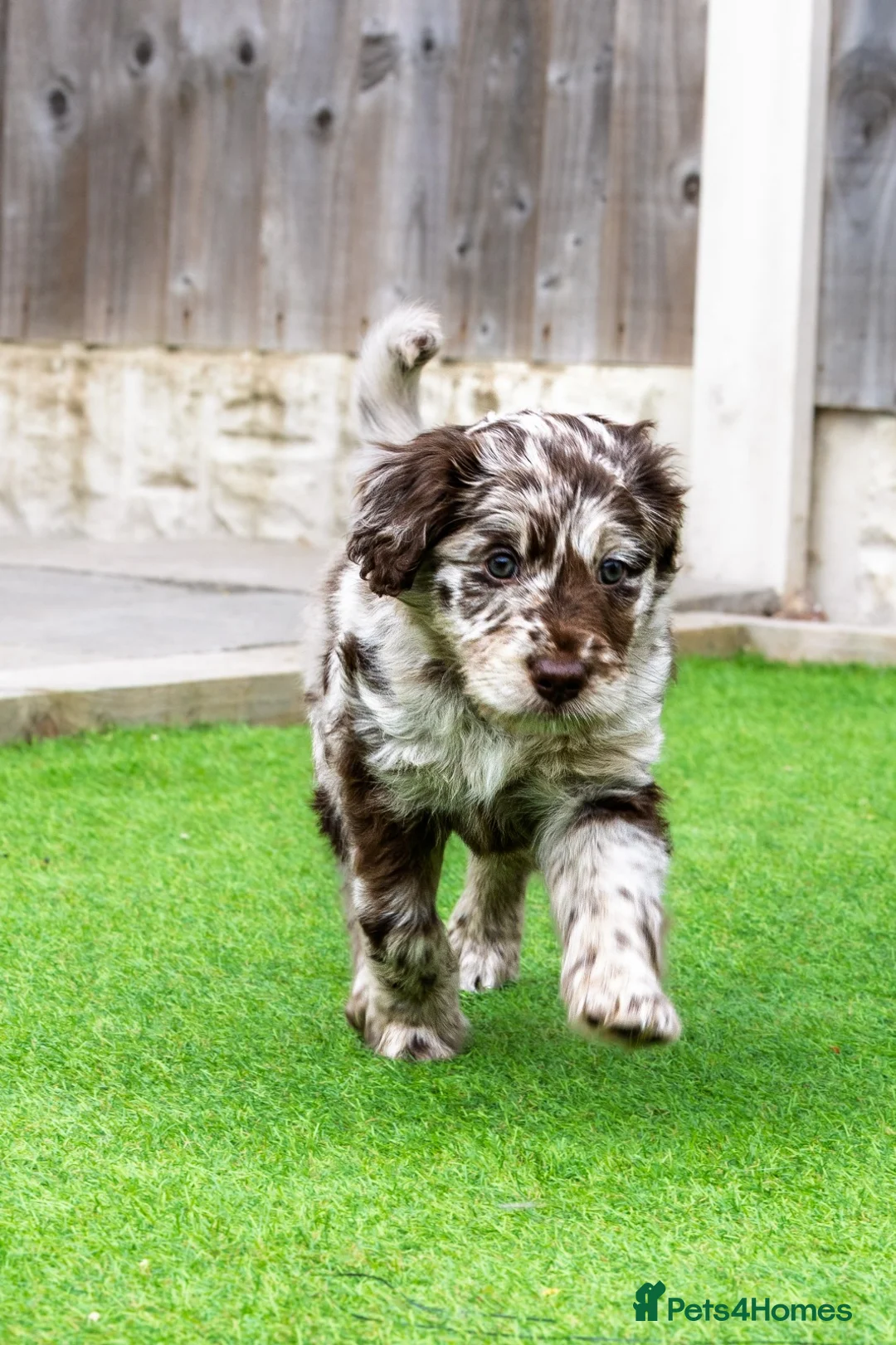 Bordoodle dogs for sale: 🌙☀️Waiting List Open🌙☀️ - Advert 25