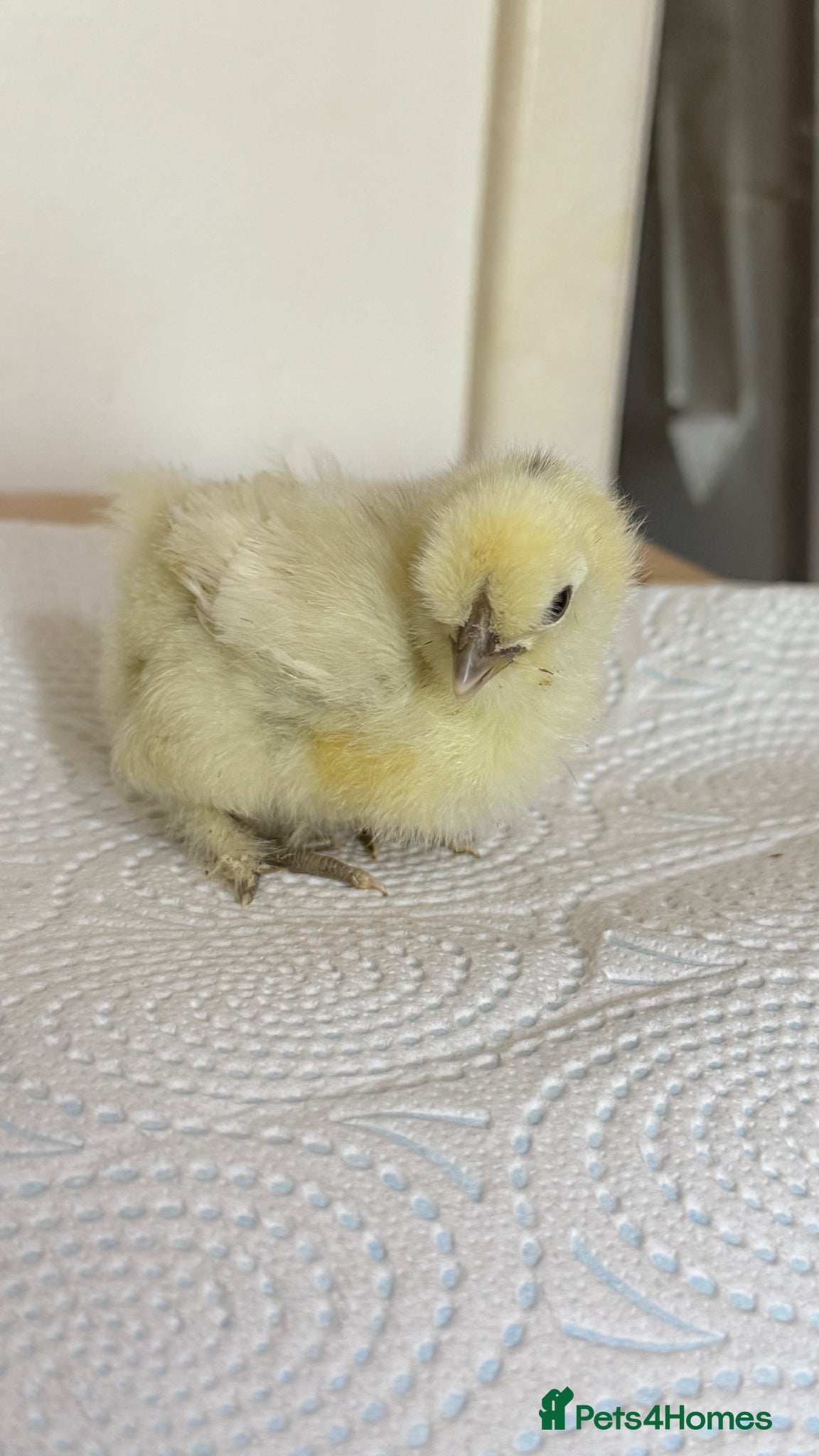 Chickens poultry     Adorable Silkie Bantam Chicks –Various Colours - Advert 1