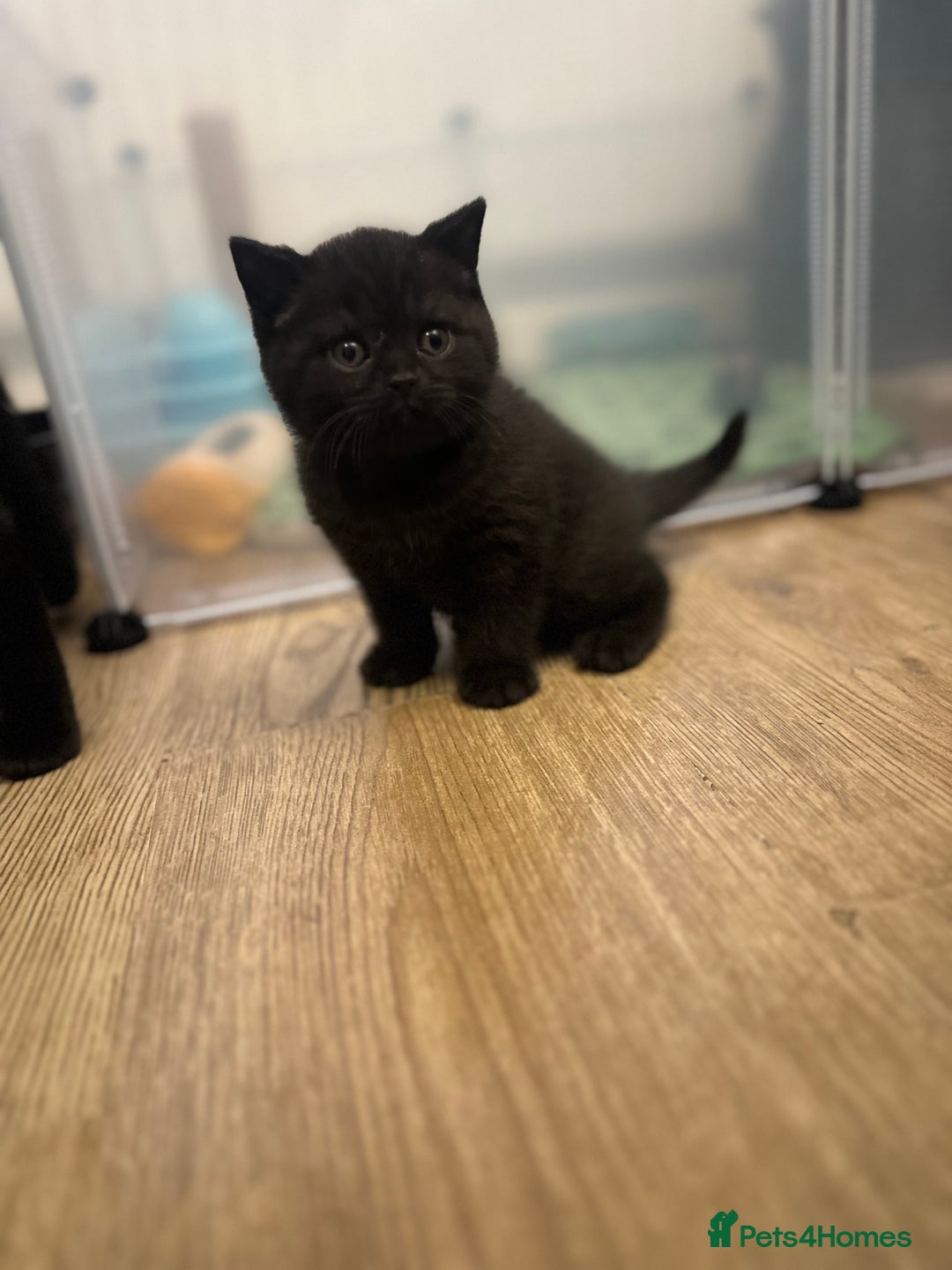 British Shorthair cats for sale: BeautifulGCCF Registered British Shorthair Kittens - Advert 4