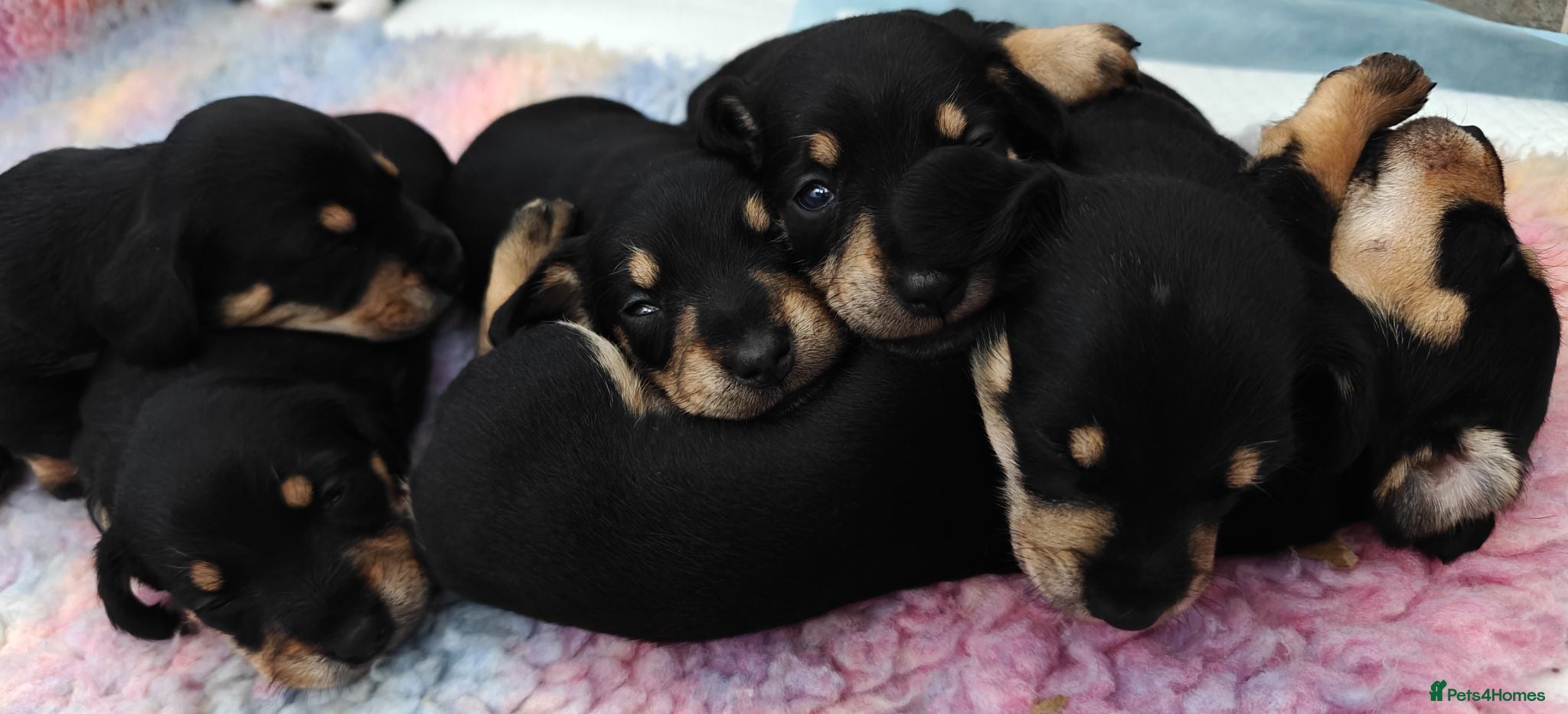 Mixed Breed dogs for sale: Mini Schnauzer /Mini Daxi F1 Schnoxie puppies  - Advert 1