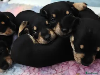 Mixed Breed dogs for sale: Mini Schnauzer /Mini Daxi F1 Schnoxie puppies - Advert 1