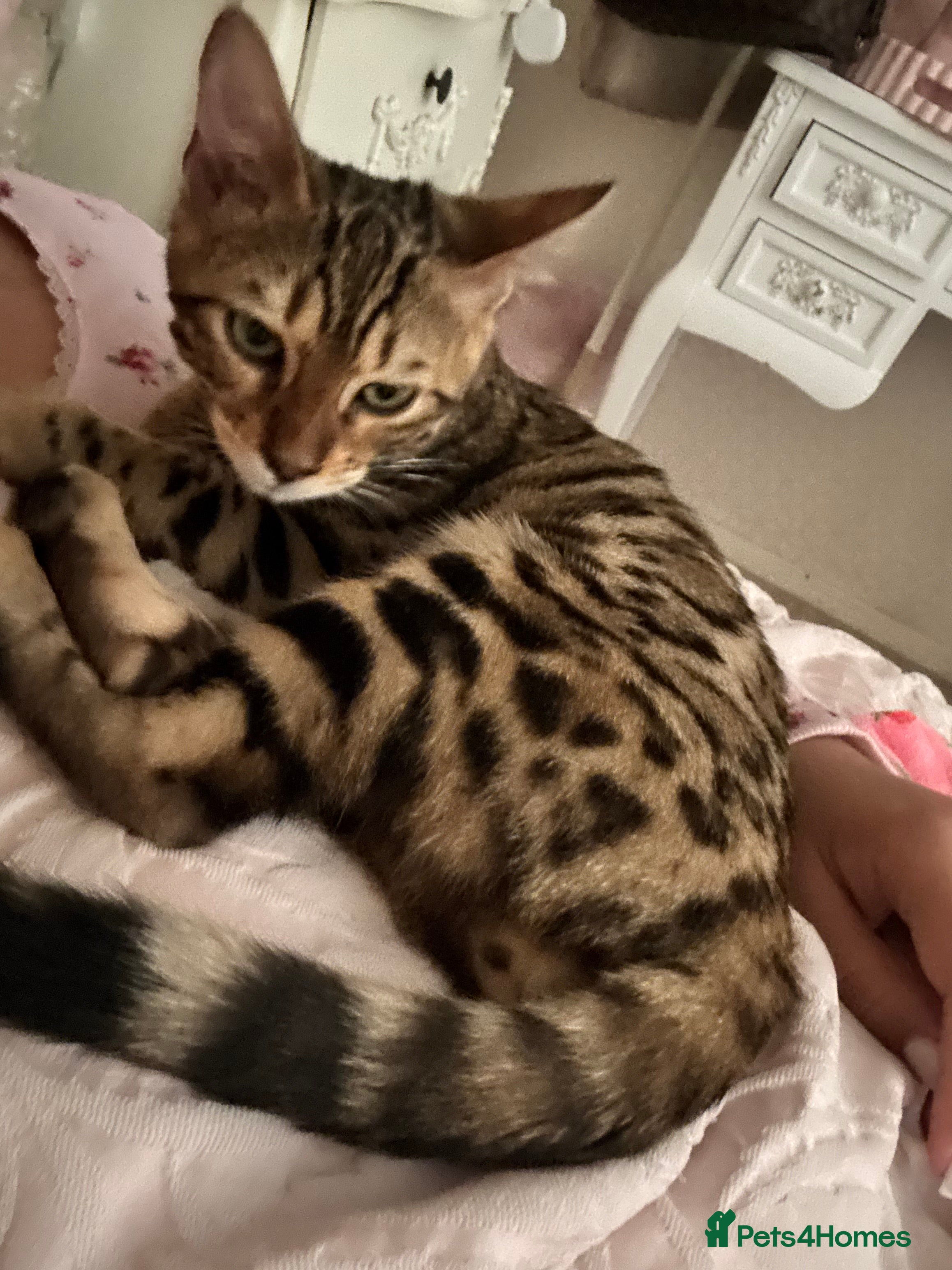 Bengal cats Bengal kitten♥️ - Advert 1