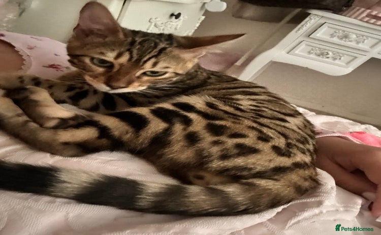 Bengal cats - Advert 6
