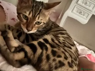 Bengal cats Bengal kitten♥️ - Advert 1
