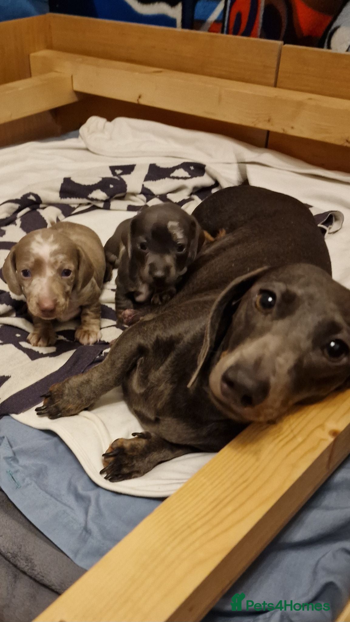Miniature Dachshund dogs Isabella Blue & Lilac Blue Miniature Dachshund  - Advert 1