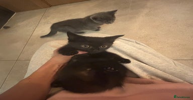 Mixed Breed cats - Advert 7