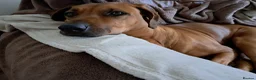 Rhodesian Ridgeback dogs for sale: KC reg,Excellent Ridges,Health checked/Elb/Hip/JME - Advert 23