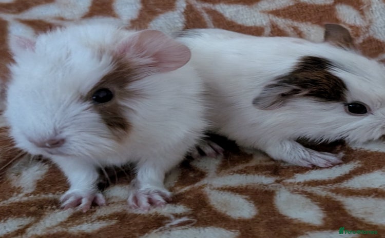 Guinea Pig rodents - Advert 3