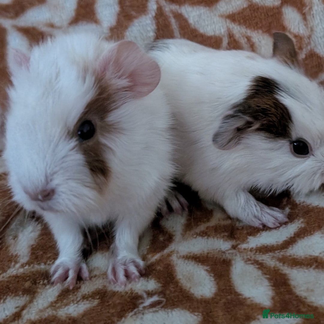 Guinea Pig rodents for sale:  baby guinea pigs  - Image 1