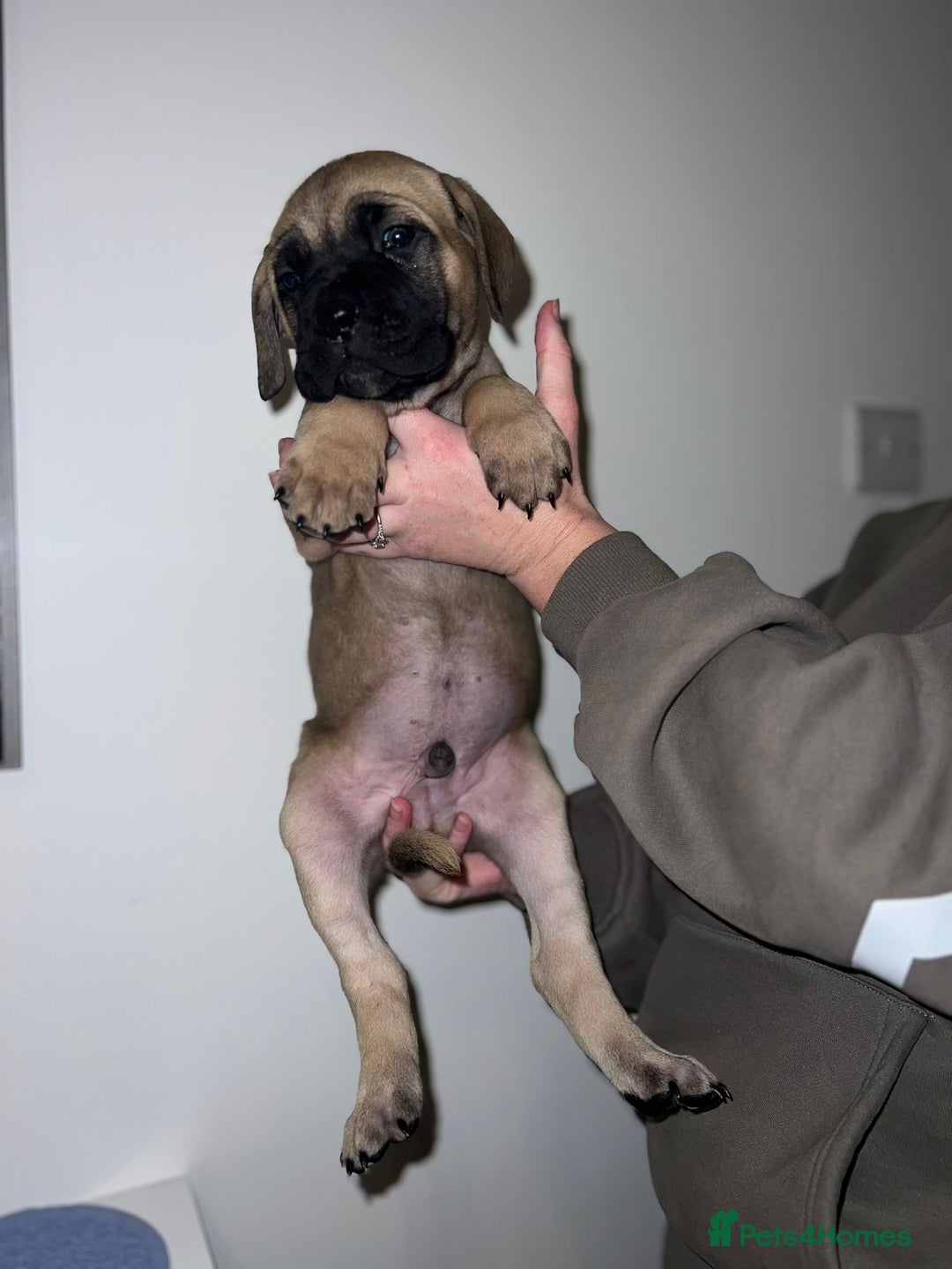 Cane Corso dogs for sale: Cane Corso puppies family reared no expense spared - Advert 21