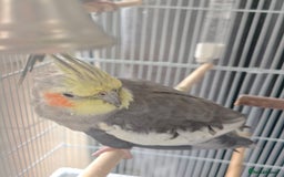 Cockatiels birds for sale: Selling 2 amazing cockatiels  - Image 2
