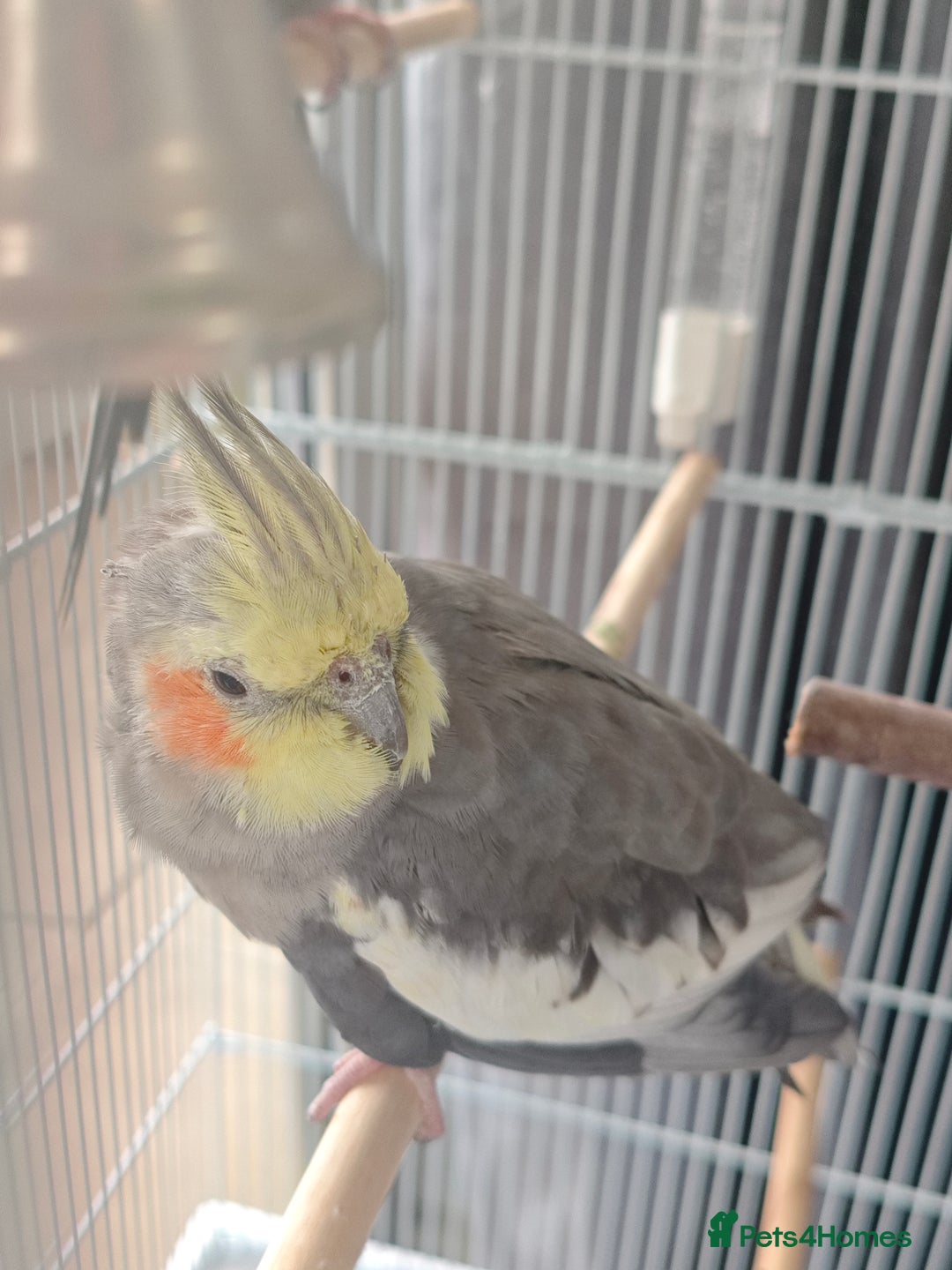Cockatiels birds for sale: Selling 2 amazing cockatiels  - Image 2