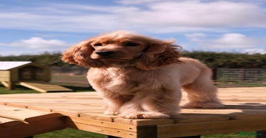 Cocker Spaniel dogs - Advert 10