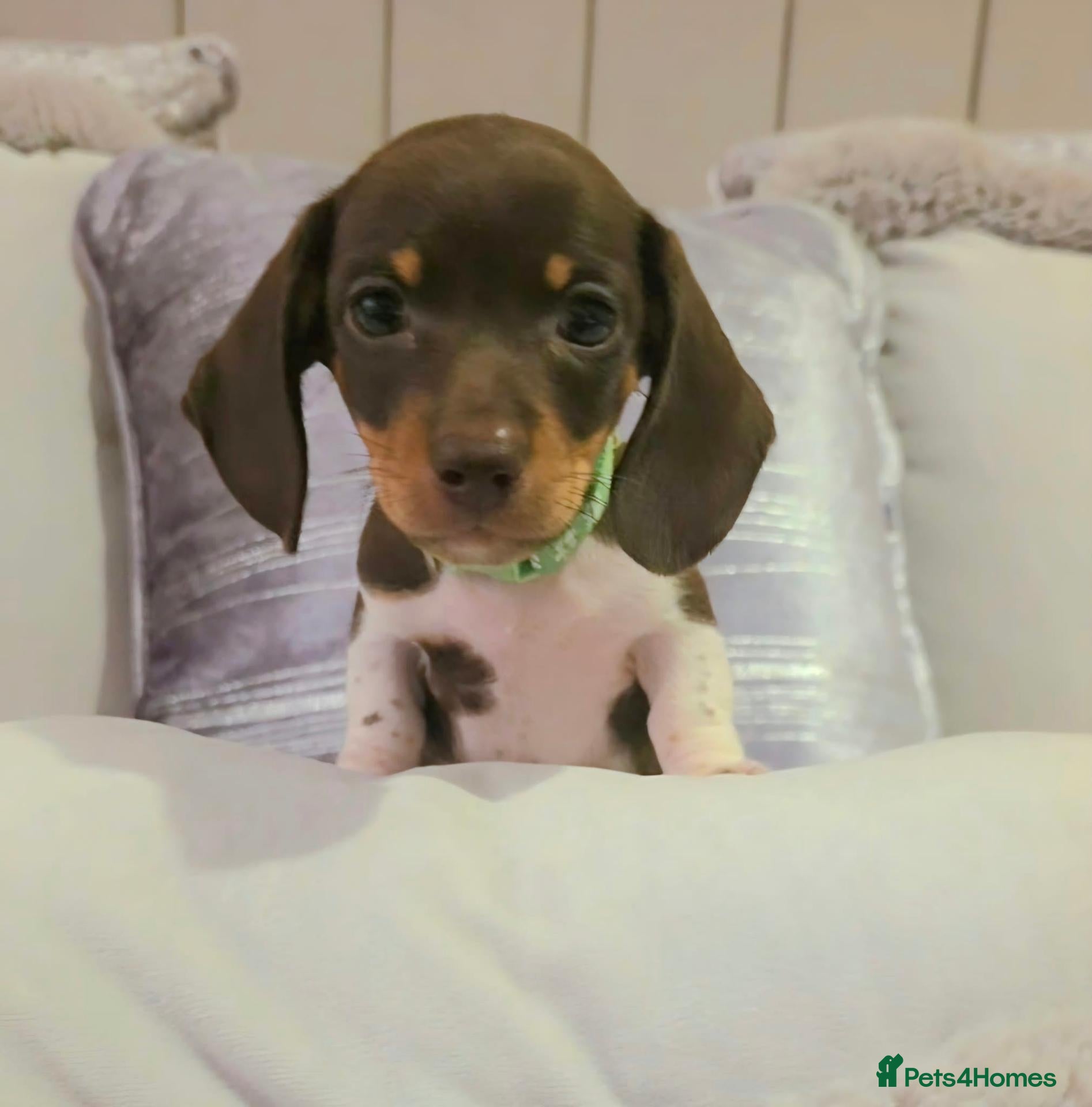 Miniature Dachshund dogs 🐶 Tiny minature dachshund puppies 🐶  - Advert 1