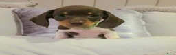 Miniature Dachshund dogs for sale: 🐶 Tiny minature dachshund puppies 🐶  - Advert 8