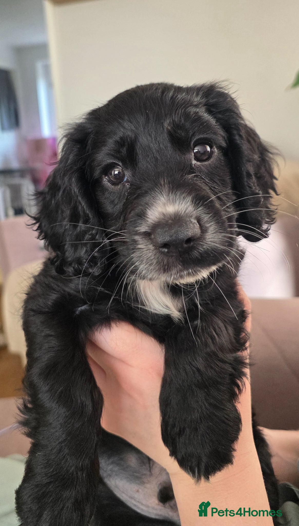 Cocker Spaniel dogs Last boy ready to leave  - Advert 1