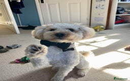 Maltipoo dogs for stud: Maltipoo(75% Toy Poodle, 25% Maltese) Boy for Stud - Image 9