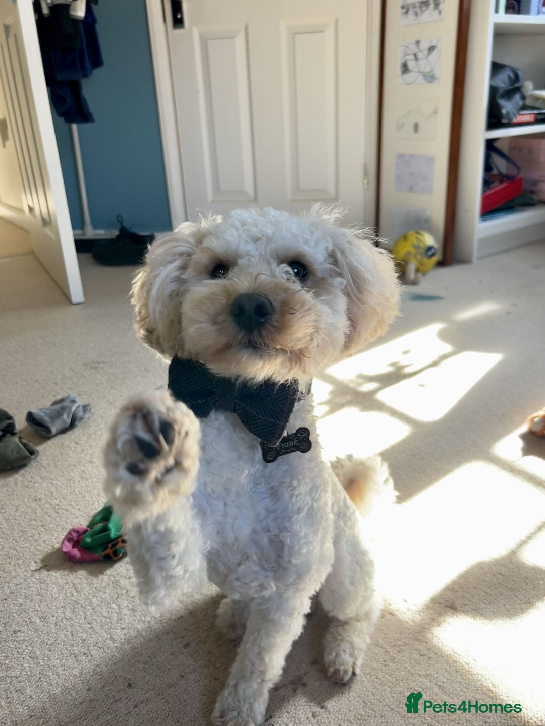 Maltipoo dogs for stud: Maltipoo(75% Toy Poodle, 25% Maltese) Boy for Stud - Image 9