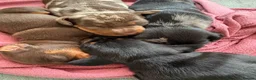 Dachshund dogs for sale: Smooth haired miniature Dachshunds 🐶😍 - Advert 8