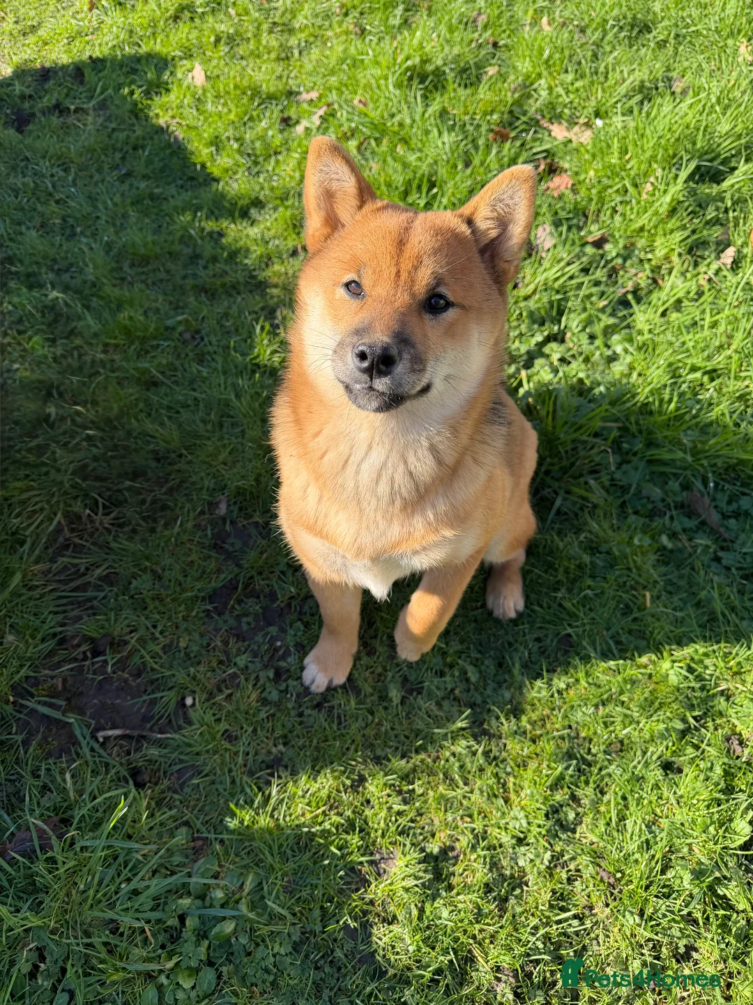 Japanese Shiba Inu dogs for sale: Japanese Shiba Inu  - Advert 10