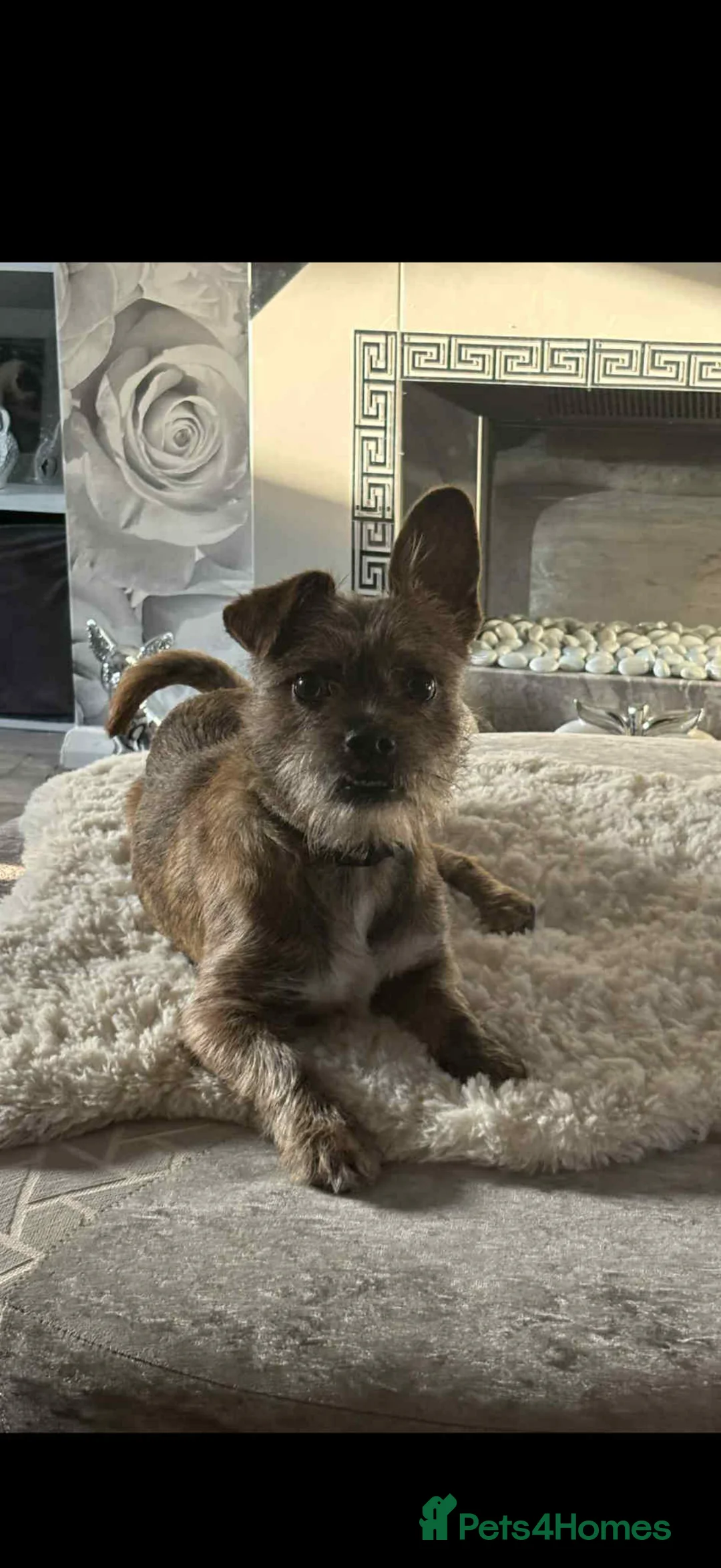 Mixed Breed dogs for sale: Terrier  - Advert 1