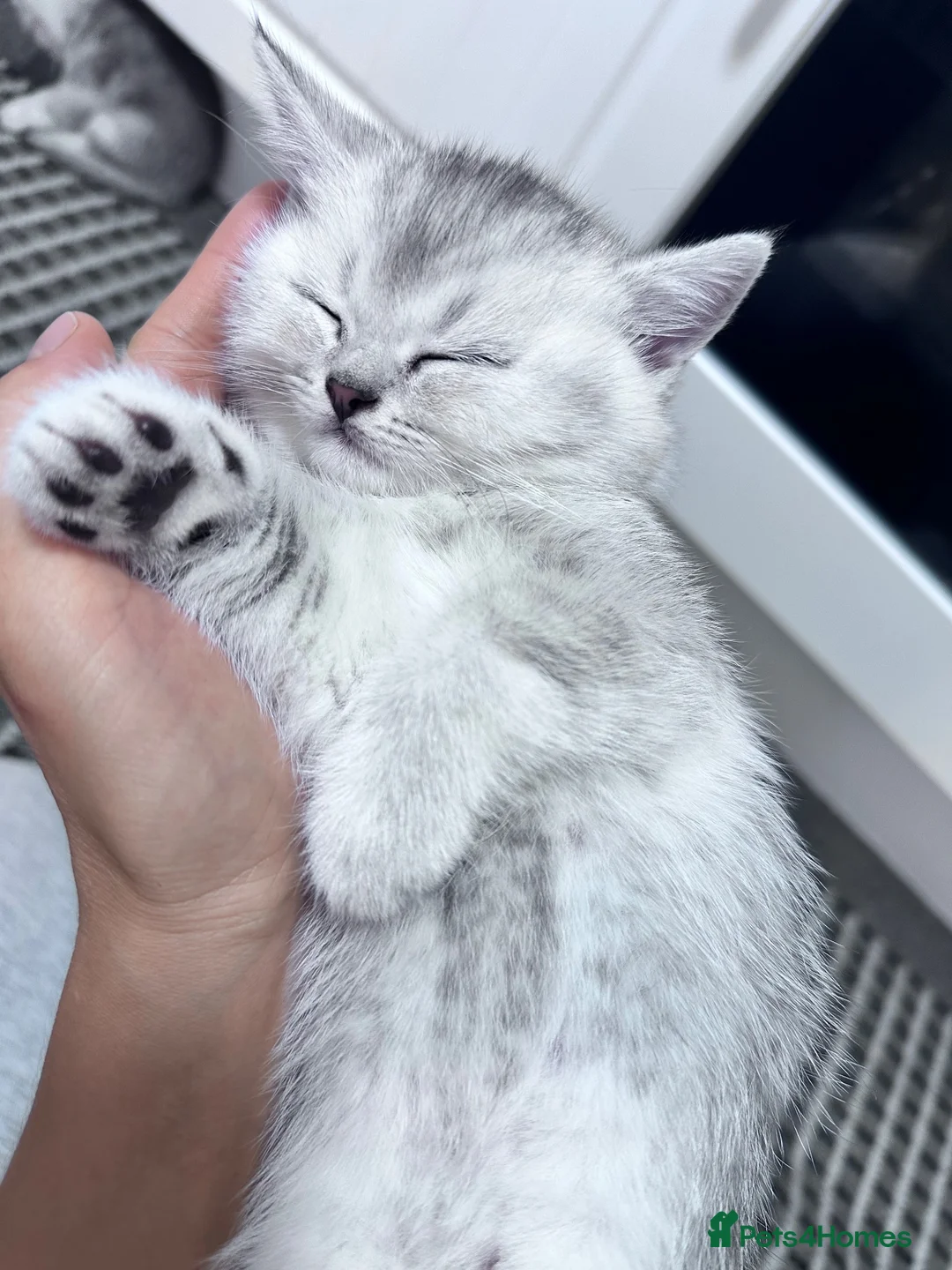 British Shorthair cats for sale: Kittens for sale  - Advert 10