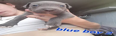 Blue Boy 2