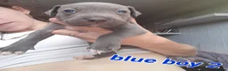 Mixed Breed dogs for sale: Beautiful Blue Staff x American Bully -LOVINGHOMES in Stockport - Advert 7