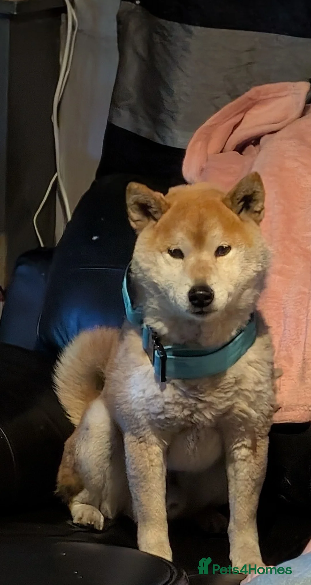 Japanese Shiba Inu dogs for stud: Japanese Shiba inu for stud - Advert 1