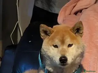 Japanese Shiba Inu dogs Japanese Shiba inu for stud - Advert 4