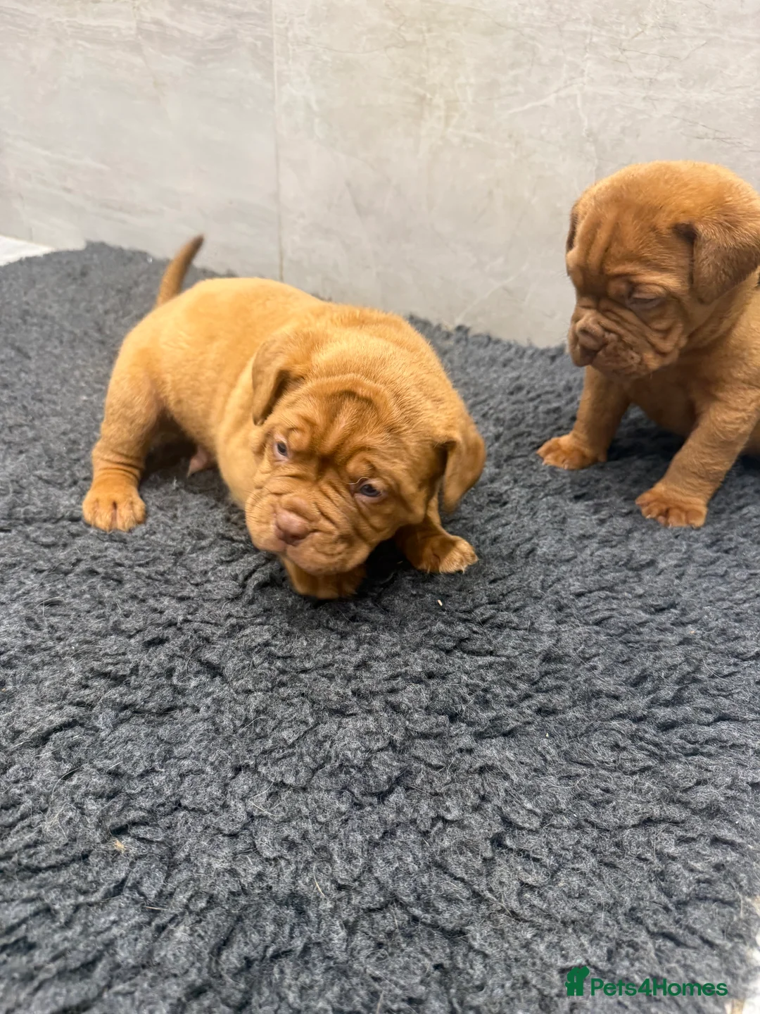Dogue De Bordeaux dogs for sale: ** world class puppys** - Advert 2