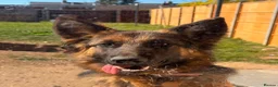 German Shepherd dogs for adoption: Bubbly Miley - Advert 2
