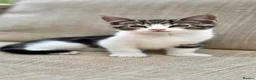 Mixed Breed cats for sale: 2 male kittens - Advert 8