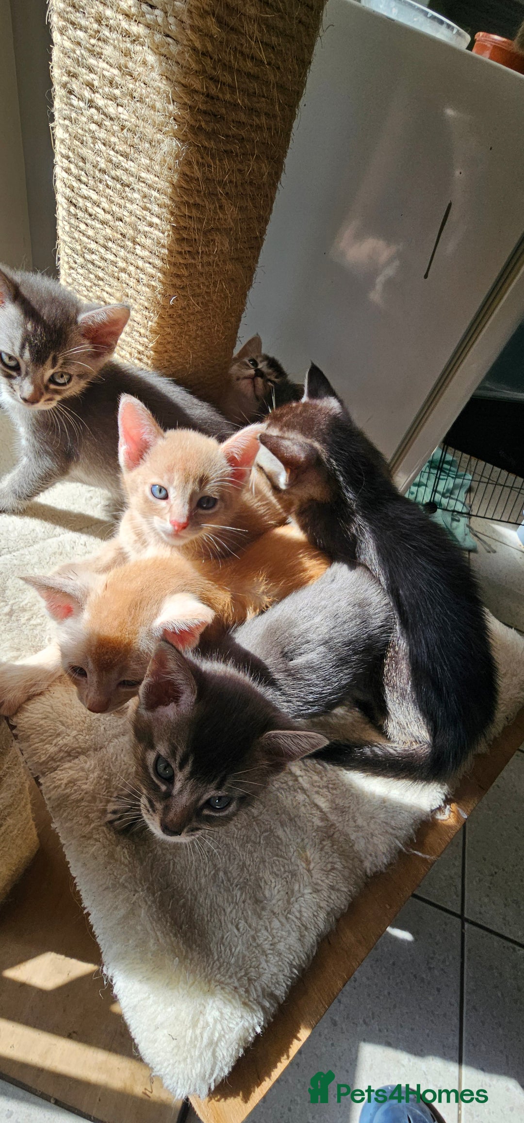 Abyssinian cats for sale: Abyssinian and Bengal x kittens 😻 - Image 12