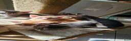 Abyssinian cats for sale: All kittens reserved, thank you 😻 - Advert 20