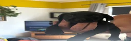 Labrador Retriever dogs for sale: Black Labradors 1 boy 3 girls  - Advert 10