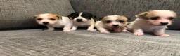 Mixed Breed dogs for sale: Jack Russel terriers  - Advert 14