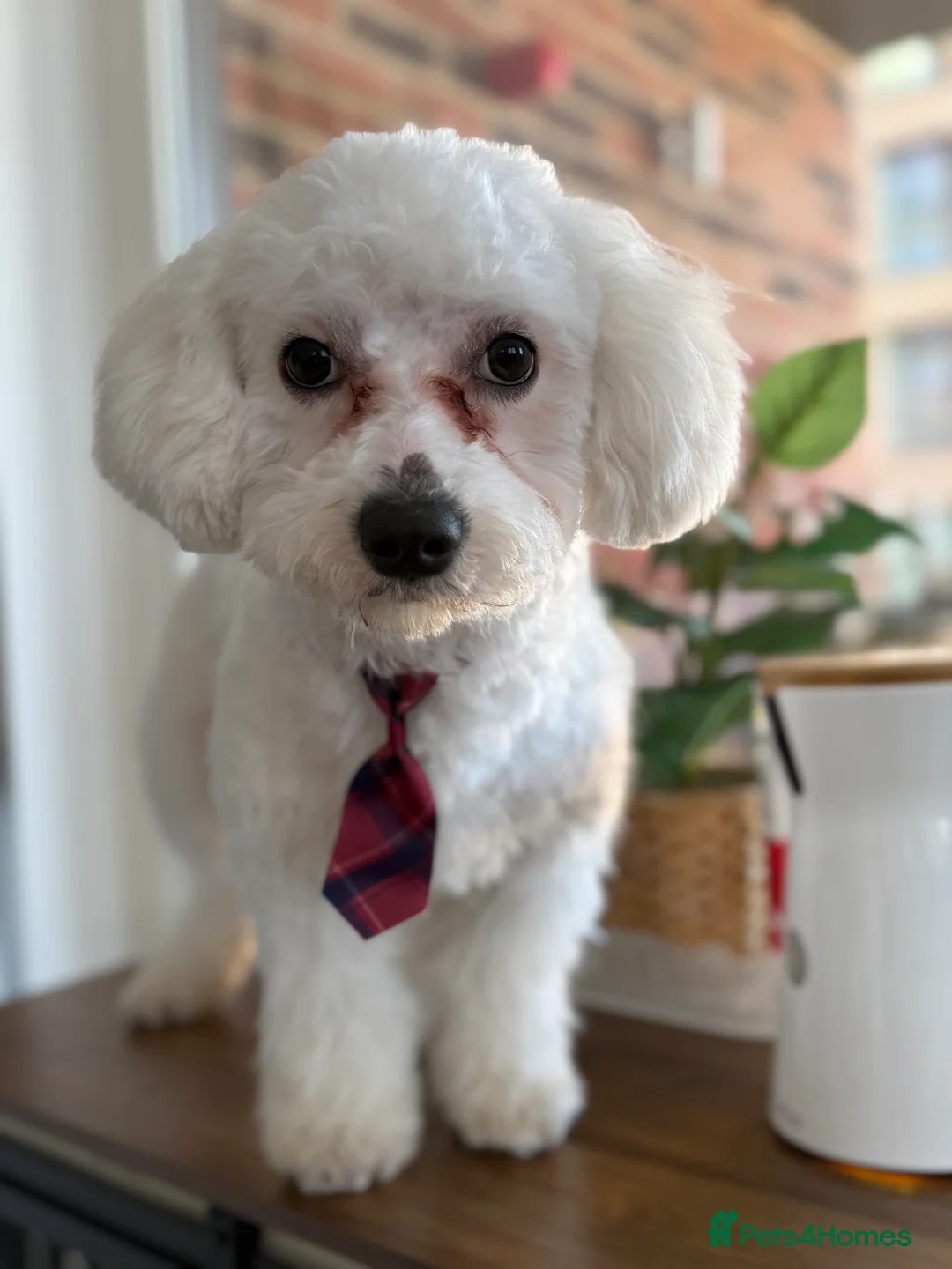 Maltipoo dogs for sale: Puppy for sale 7 months old Maltipoo Boy in London - Advert 1