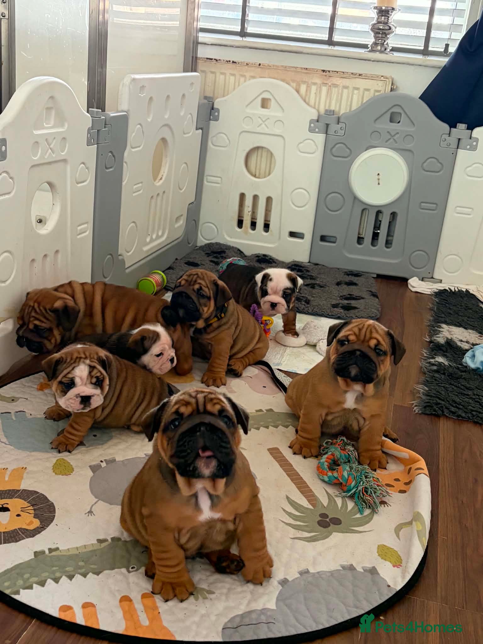 English Bulldog dogs Quality English bulldogs  - Advert 1