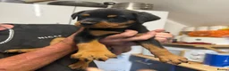 Rottweiler dogs for sale: READY NOW‼️PEDIGREE ROTTIES💕💛 3 BOYS x  - Advert 8