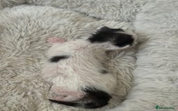 Mixed Breed cats for sale: Seven Tiny Adventures Waiting for Their Families - Advert 15