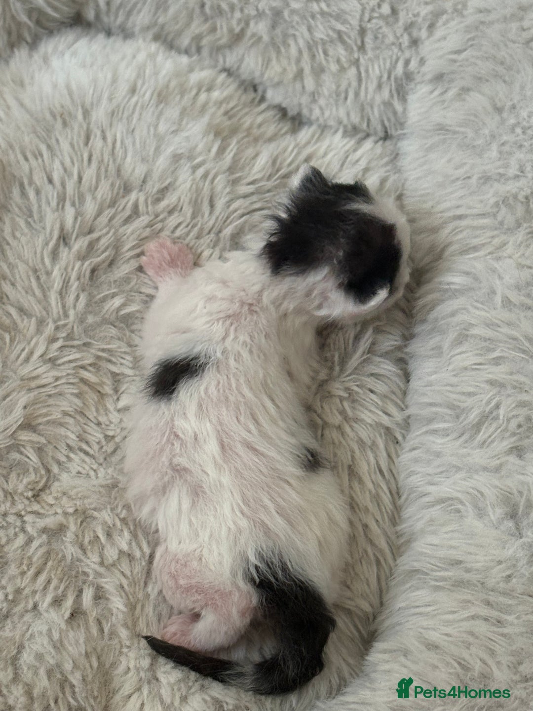 Mixed Breed cats for sale: Seven Tiny Adventures Waiting for Their Families - Advert 15