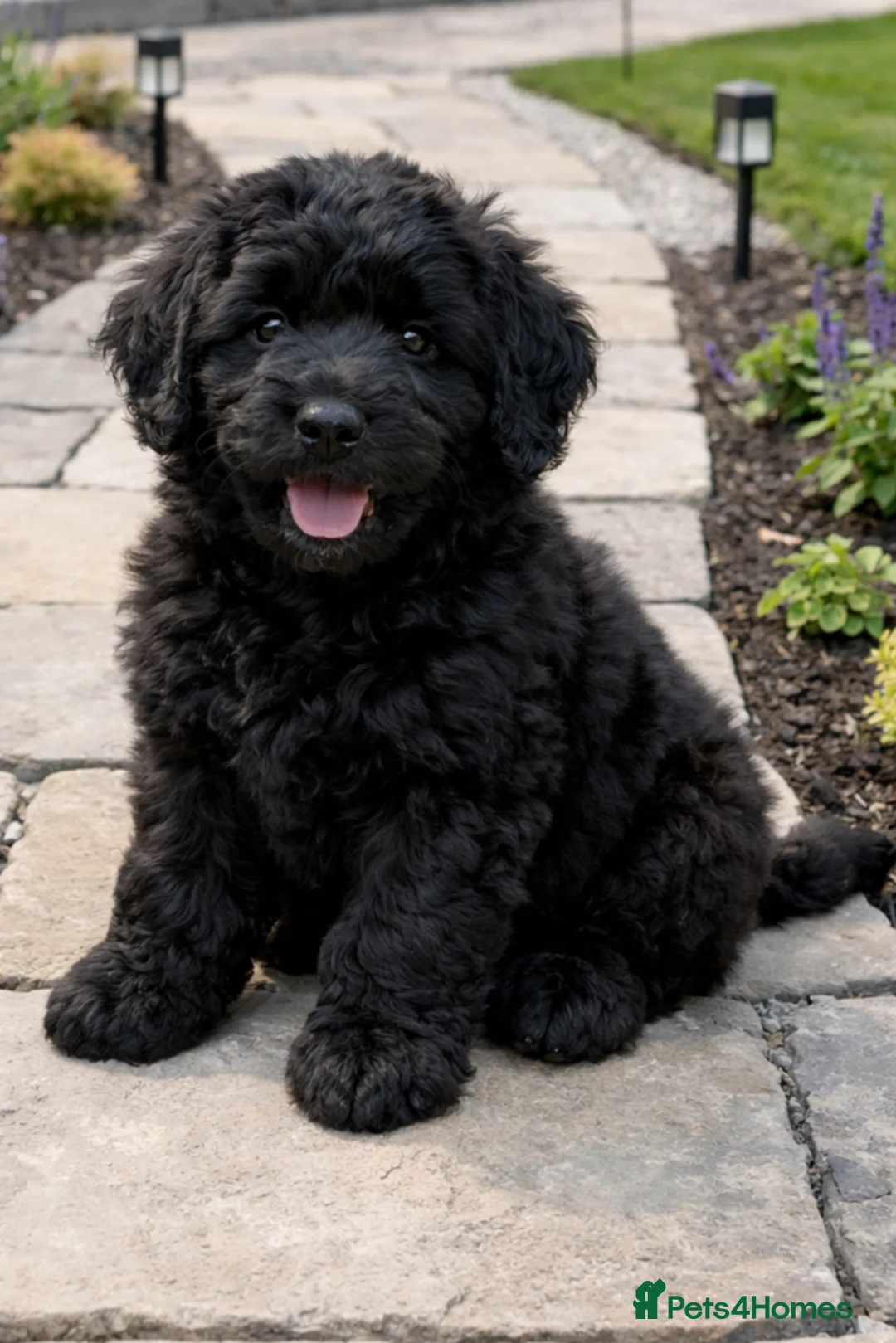 Goldendoodle dogs for sale: Beautiful Goldendoodle Puppies  - Advert 2