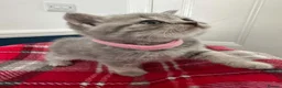 British Shorthair cats for sale: Stunning Grey Stripe Purebred BSH 2 Girls - Advert 7